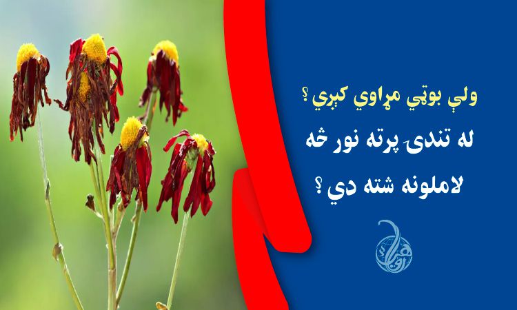 ولې بوټي مړاوي کېږي؟ له تندۍ پرته نور څه لاملونه شته دي؟ 